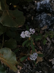 Stevia ovata