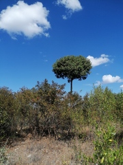 Juniperus flaccida