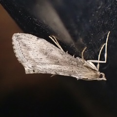 Evergestis isatidalis