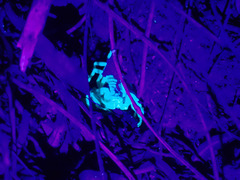 Paruroctonus silvestrii