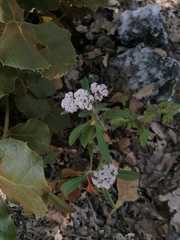 Stevia ovata