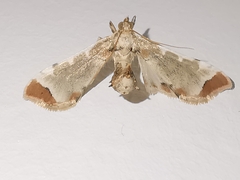 Leucinodes cordalis