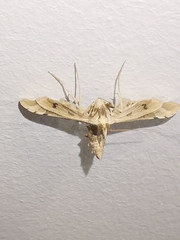 Leucinodes cordalis