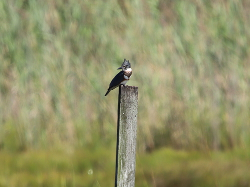Belted Kingfisher photographed in Connecticut