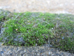 Cephaloziella