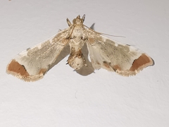 Leucinodes cordalis