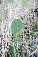 Opuntia macrorhiza