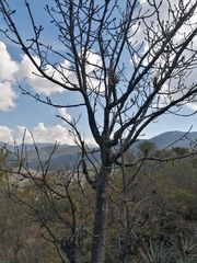 Bursera esparzae