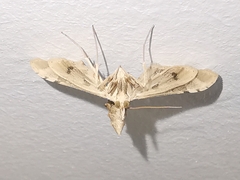 Leucinodes cordalis