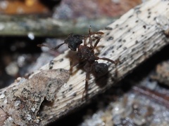 Cyphomyrmex rimosus