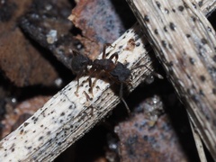 Cyphomyrmex rimosus