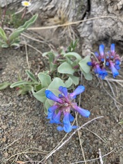 Penstemon nitidus