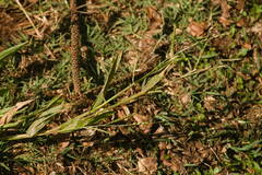 Urochloa plantaginea