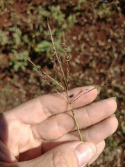 Dichanthium annulatum