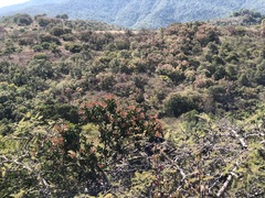 Psittacanthus schiedeanus