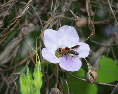 Megachile umbripennis