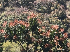 Psittacanthus schiedeanus