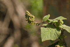 Sidastrum micranthum