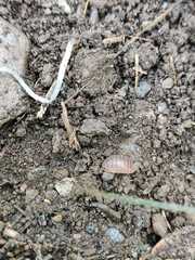 Leptotrichus panzerii