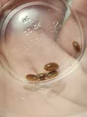 Leptotrichus panzerii