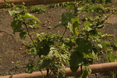 Sidastrum micranthum