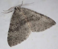 Colostygia multistrigaria