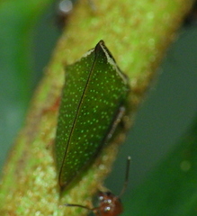 Smiliinae