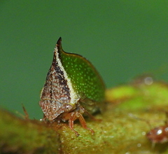 Smiliinae