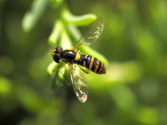 Sphaerophoria rueppellii