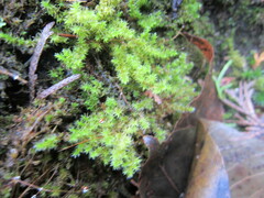 Dichodontium pellucidum