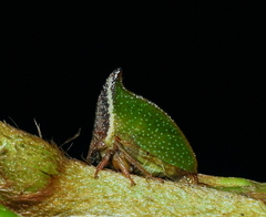 Smiliinae