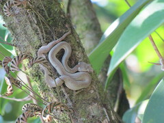 Bothriechis schlegelii