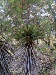 Agave karwinskii