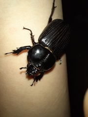 Phileurini