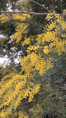Acacia baileyana