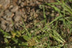 Eragrostis barrelieri