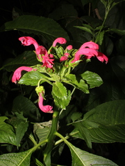 Centropogon congestus