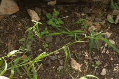 Urochloa plantaginea