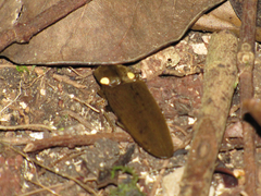 Pyrophorus noctilucus