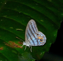 Chloreuptychia rectilinea