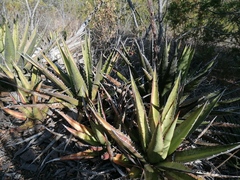 Agave kerchovei
