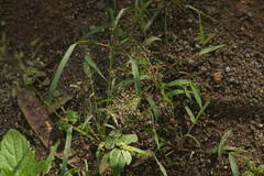Eragrostis amabilis