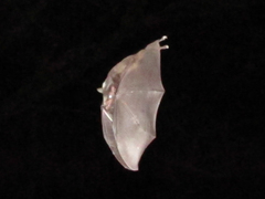 Phyllostomidae