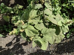 Sidastrum micranthum