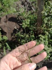 Eragrostis barrelieri