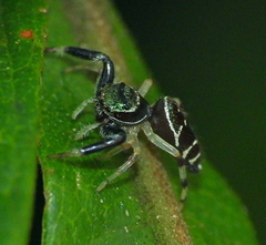 Lurio