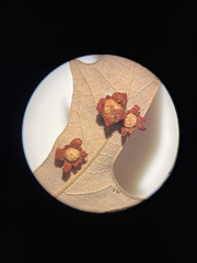 Polystepha symmetrica
