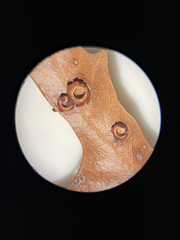 Polystepha symmetrica