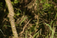 Urochloa mutica