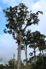 Dacryodes talamancensis